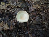 Clitocybe gibba image