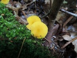 Pluteus chrysophlebius image