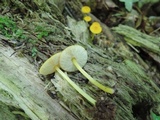 Pluteus chrysophlebius image