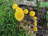 Pluteus chrysophlebius image