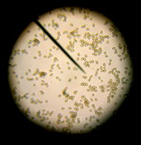 Agrocybe firma image
