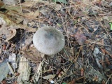 Volvariella murinella image