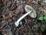 Volvariella murinella image