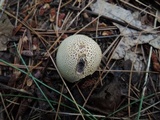 Scleroderma areolatum image