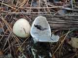 Scleroderma areolatum image