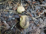 Scleroderma areolatum image