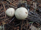 Scleroderma areolatum image