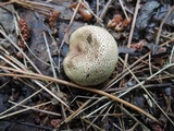 Scleroderma areolatum image
