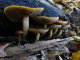 Agrocybe firma image