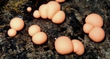 Lycogala epidendrum image