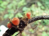 Microstoma floccosum image