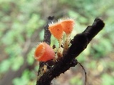 Microstoma floccosum image