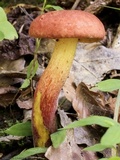 Baorangia bicolor image
