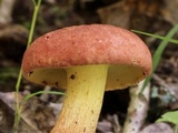 Baorangia bicolor image