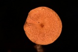 Lactarius camphoratus image