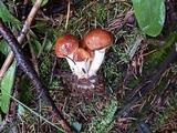 Pholiota lubrica image