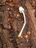 Panaeolus semiovatus image