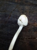 Panaeolus semiovatus image