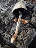 Panaeolus semiovatus image