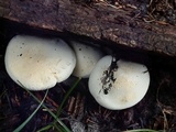 Leucopaxillus albissimus image