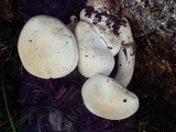 Leucopaxillus albissimus image