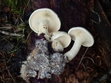 Leucopaxillus albissimus image