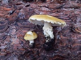 Floccularia albolanaripes image