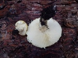 Floccularia albolanaripes image