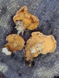 Cantharellus roseocanus image