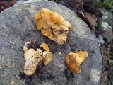 Cantharellus roseocanus image