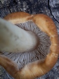 Inosperma lanatodiscum image