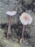 Mycena pura image