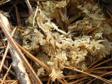 Clavulina coralloides image
