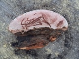 Fomitopsis rosea image