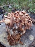 Gymnopus acervatus image