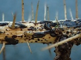 Hypoderma rubi image