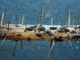 Hypoderma rubi image