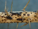 Hypoderma rubi image