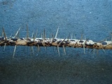 Hypoderma rubi image