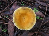 Hygrophoropsis aurantiaca image