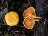 Hygrophoropsis aurantiaca image