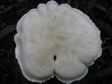 Leucopaxillus giganteus image