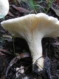 Leucopaxillus giganteus image