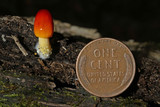 Bolbitius callisteus image