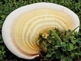 Ganoderma curtisii image