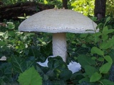 Amanita ravenelii image