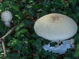 Amanita ravenelii image