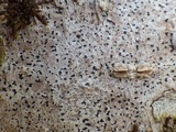 Arthonia ilicina image