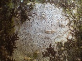 Arthonia ilicina image