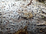 Arthonia ilicina image